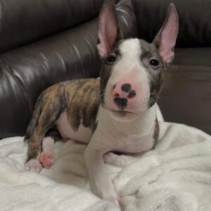 Oscar – Bull Terrier Miniatura Macho 🐾