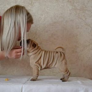 Wendy – Shar Pei Hembra 🐕‍🦺