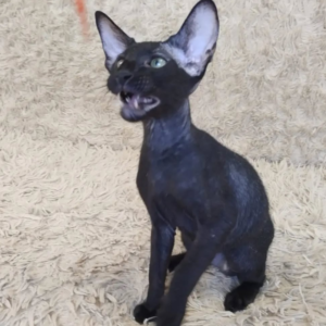 HARLEY – Peterbald Macho