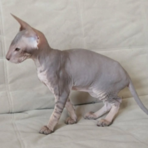 MICHELLE – Peterbald Hembra 🐱