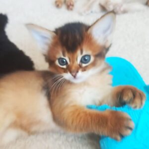 SAM – Somalí Macho 🐱