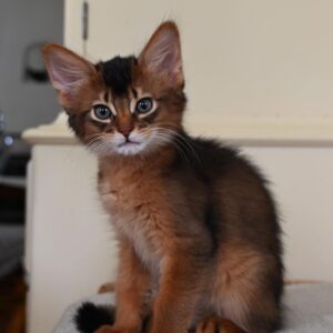 SALEM – Somalí Macho 🐱