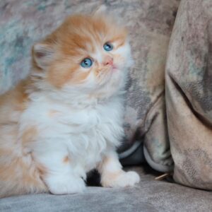 LIO – Británico de Pelo Corto Macho 🐱