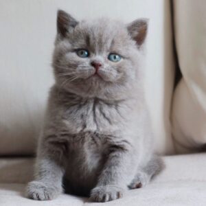 MOLLY – Británico de Pelo Corto Hembra 🐱