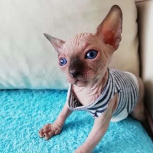 OWEN – Sphynx Macho 🐱