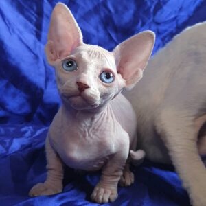 IVY – Sphynx Hembra 🐱