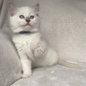 PRESTON – Ragdoll Macho