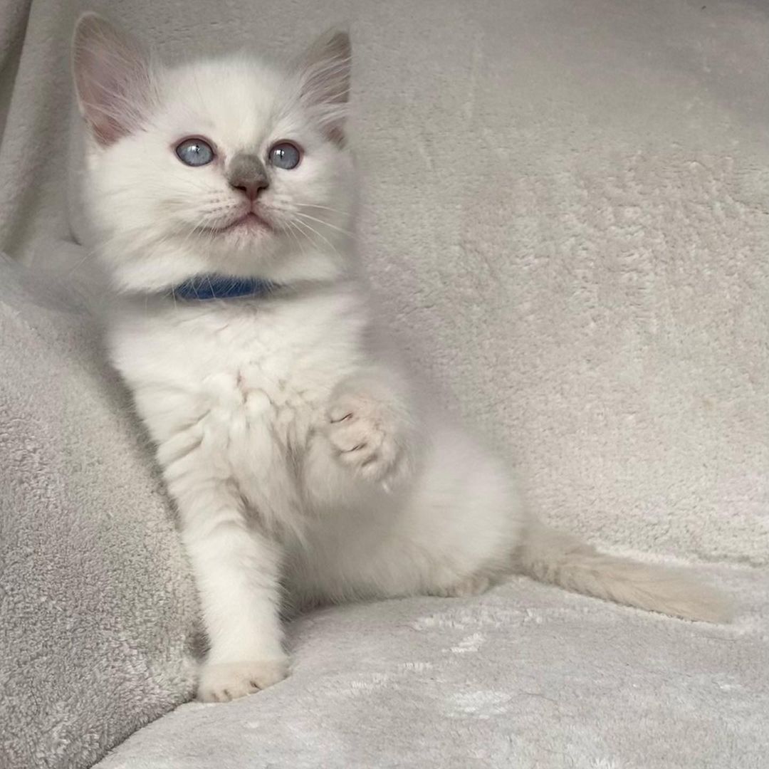 PRESTON – Ragdoll Macho