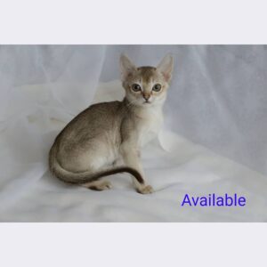 ABBY – Singapura Macho 🐱
