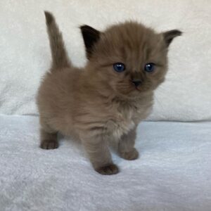 BEAR – Ragdoll Macho 🐱