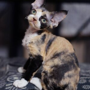 LIZZY – Devon Rex Hembra 🐱