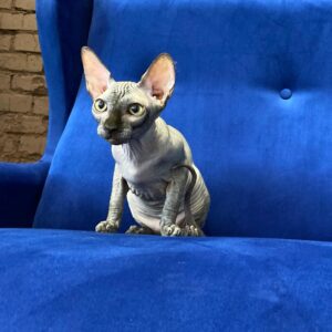 ORACLE – Sphynx Macho 🐱