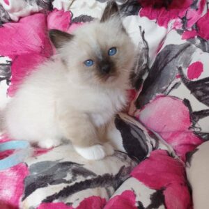 NOLWEN – Birmano Hembra 🐱