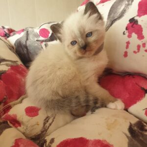 NAIDIA – Birmano Hembra 🐱
