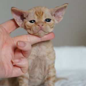 ROSA – Devon Rex Hembra 🐱