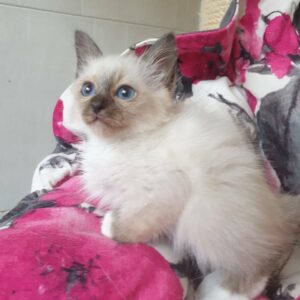 REWAN – Birmano Macho 🐱
