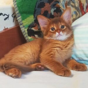 BELLA – Somalí Hembra 🐱