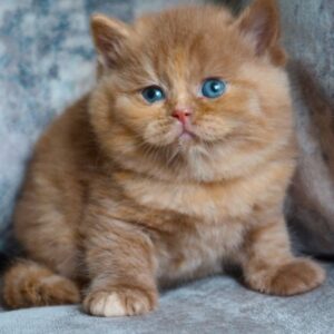 MACIE – Británico de Pelo Corto Hembra 🐱