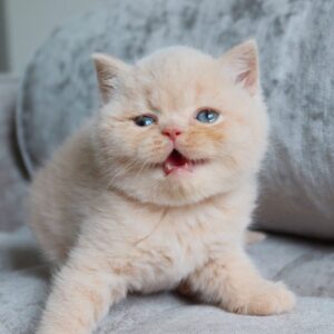 MAX – Británico de Pelo Corto Macho 🐱
