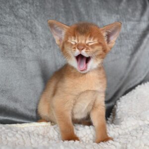 AMARILO – Abisinio Macho 🐱