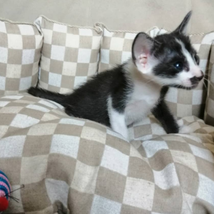ELLIE – Peterbald Hembra 🐱