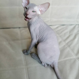 LIAM – Peterbald Macho 🐱