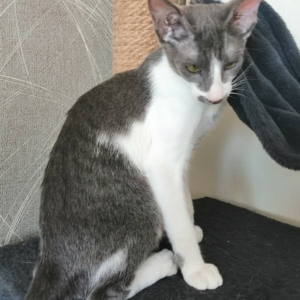 ELISA – Peterbald Hembra 🐱