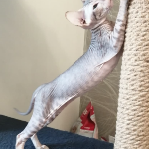 ELVIS – Peterbald Macho 🐱