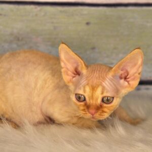 TARANTINO – Devon Rex Hembra 🐱