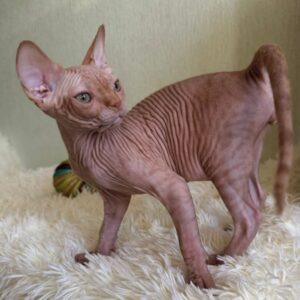 TITO – Sphynx Macho 🐱