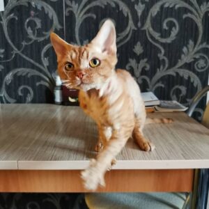 PENNY – Devon Rex Macho 🐱