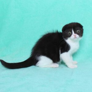 TYRON – Scottish Longhair Macho 🐱