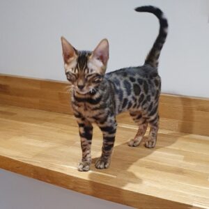 JIDOR – Bengalí Macho 🐱