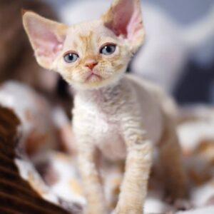 OSCAR – Devon Rex Macho 🐱