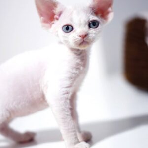 OLIVER – Devon Rex Macho 🐱
