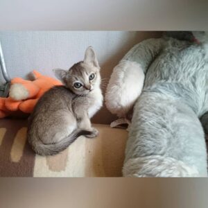 THOR – Singapura Hembra 🐱