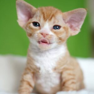 STACY – Devon Rex Hembra 🐱