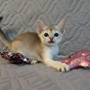 GAVI – Singapura Macho 🐱