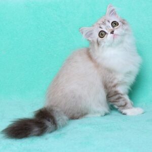 MAGARET – Scottish Longhair Hembra 🐱