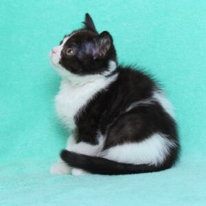 MACY – Scottish Longhair Hembra 🐱