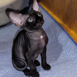 ALI – Sphynx Macho