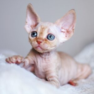 ARUNA – Devon Rex Macho 🐱