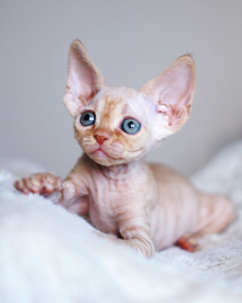 ARUNA – Devon Rex Macho 🐱