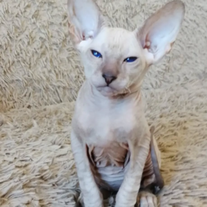 IRON – Peterbald Macho 🐱