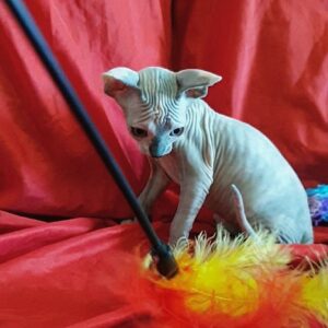 JACK – Sphynx Macho 🐱