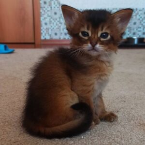 PEPPER – Somalí Hembra 🐱