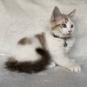 JON – Ragdoll Macho 🐱