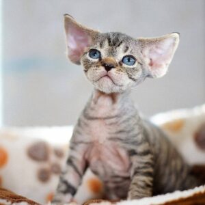 CHLEO – Devon Rex Hembra 🐱