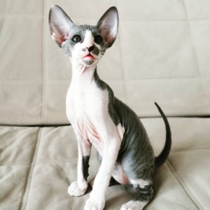 MAYA – Peterbald Hembra 🐱