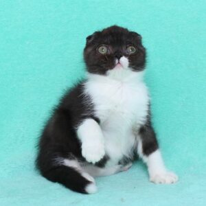 NANCY – Scottish Longhair Hembra